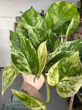 Load image into Gallery viewer, Marble Queen
