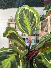 Load image into Gallery viewer, Calathea Medallion
