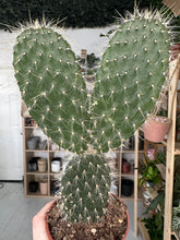 Load image into Gallery viewer, Opuntia Pylana
