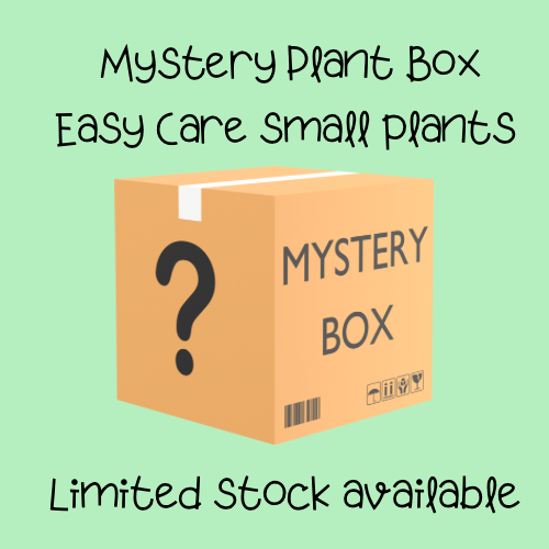Easy Care Small plant Box