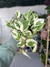 Load image into Gallery viewer, Epipremnum Aureum N’Joy Pothos
