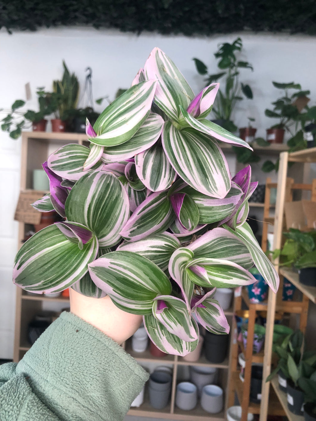 Tradescantia Nanouk