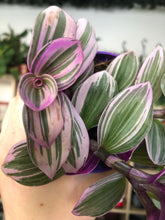Load image into Gallery viewer, Tradescantia Nanouk
