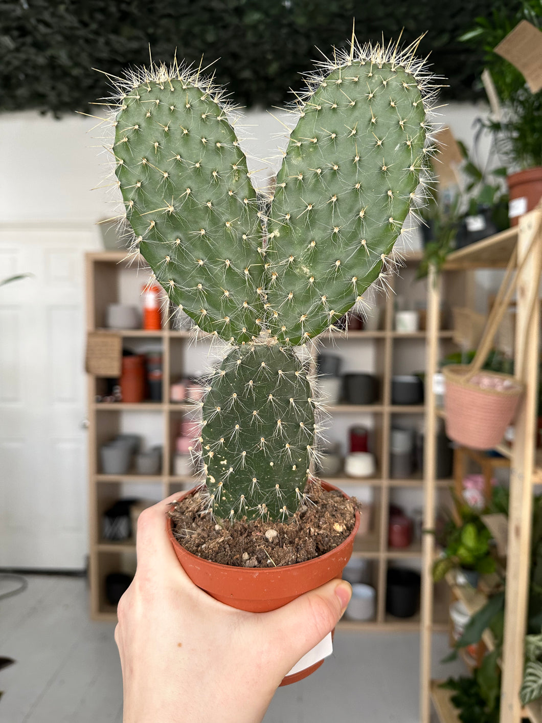 Opuntia Pylana