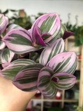 Load image into Gallery viewer, Tradescantia Nanouk

