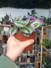 Load image into Gallery viewer, Tradescantia Nanouk
