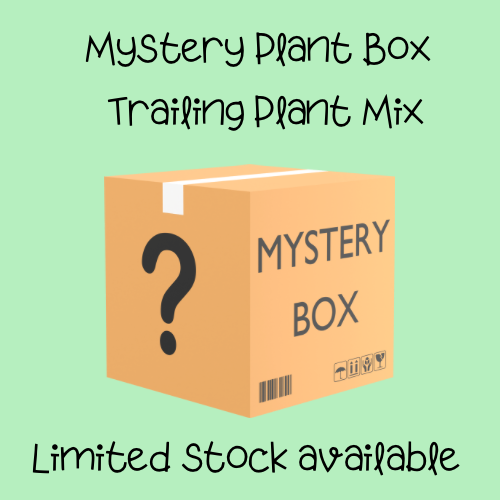 Trailing plant Box