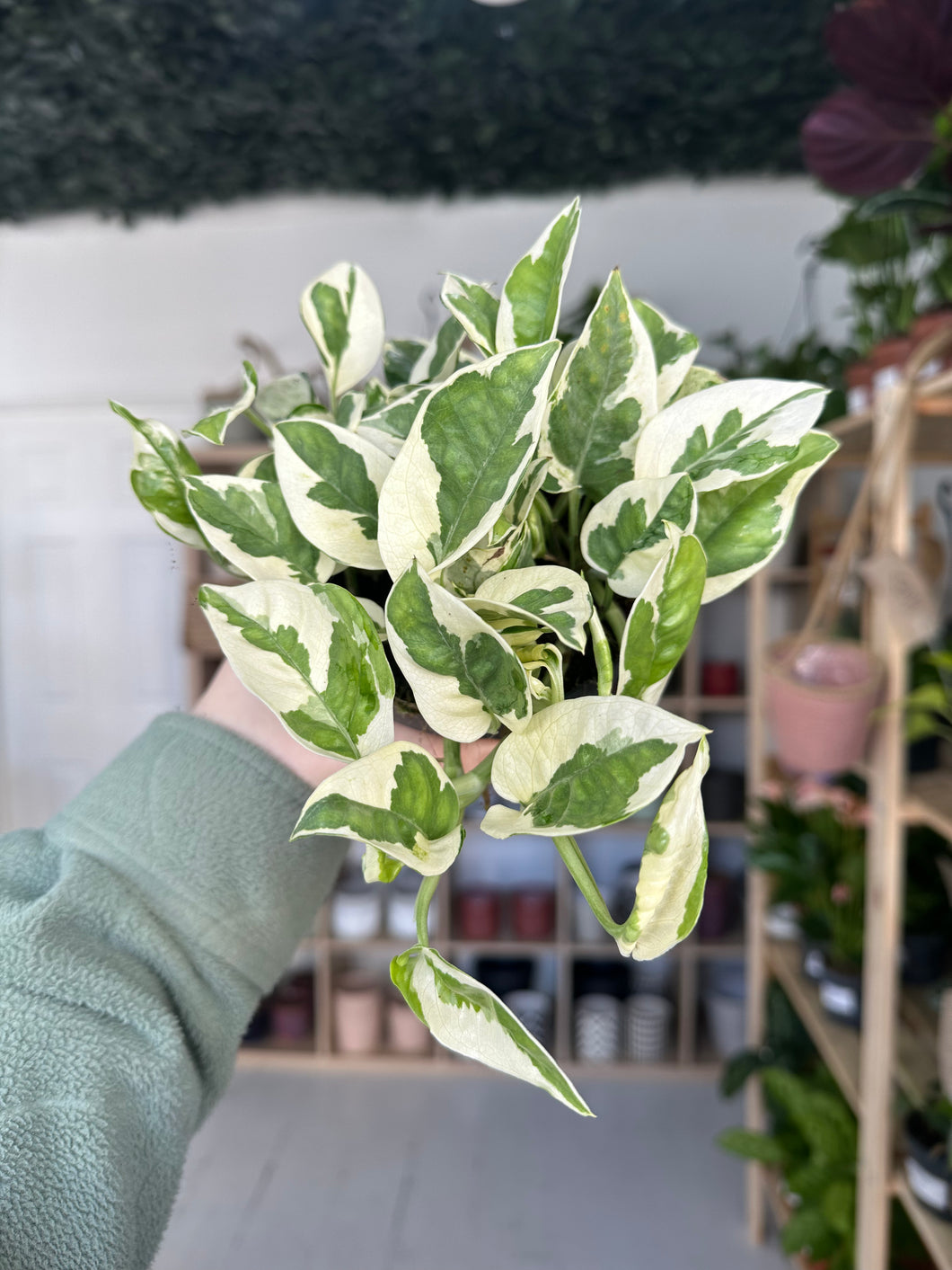 Epipremnum Aureum N’Joy Pothos