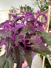 Load image into Gallery viewer, Purple Passion
