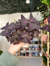 Load image into Gallery viewer, Oxalis Triangularis &#39;Purple Shamrock&#39;
