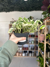 Load image into Gallery viewer, Epipremnum Aureum N’Joy Pothos
