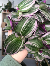 Load image into Gallery viewer, Tradescantia Nanouk

