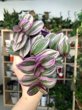 Load image into Gallery viewer, Tradescantia Nanouk
