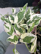 Load image into Gallery viewer, Epipremnum Aureum N’Joy Pothos
