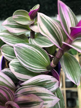 Load image into Gallery viewer, Tradescantia Nanouk
