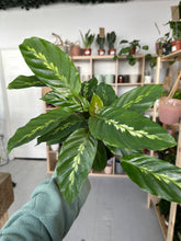 Load image into Gallery viewer, Calathea Maui Queen
